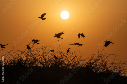Silhouette of birds flying away at amazing sunset. silhouettes of birds flying on trees with  sun in background. crows flying Aden city  Yemen