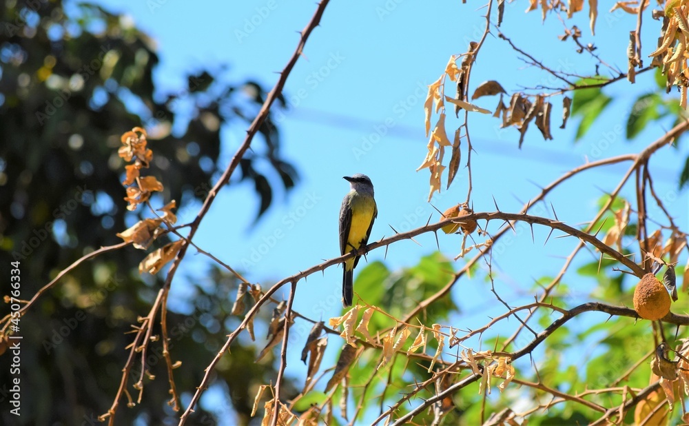 Fototapeta premium suiriri - Tyrannus melancholicus