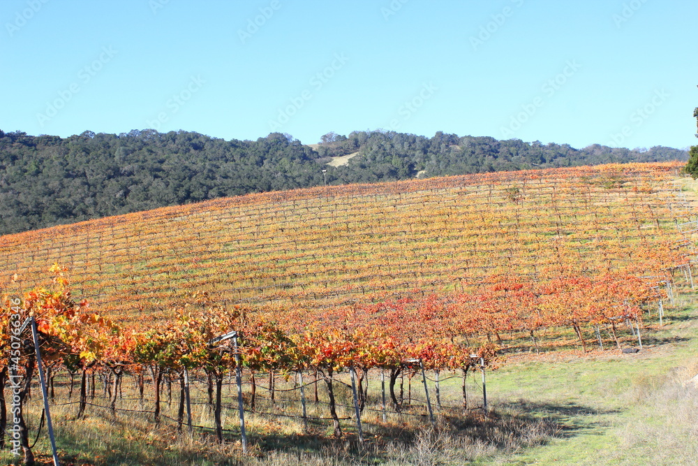 Autumn landscape in wine country 