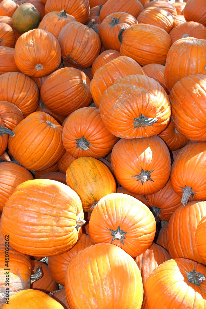 Autumn Gourds and Pumpkins Autumn Gourds and Pumpkins