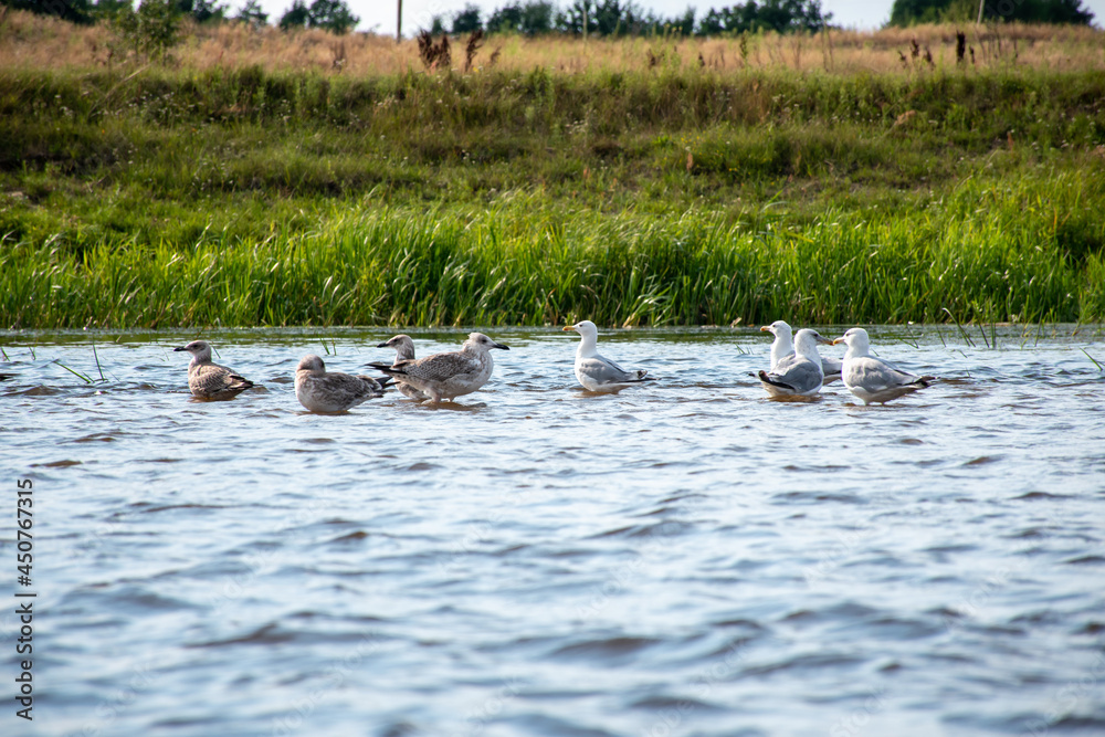 birds on the water, narew river in podlaskie birds on the water, narew river in podlaskie