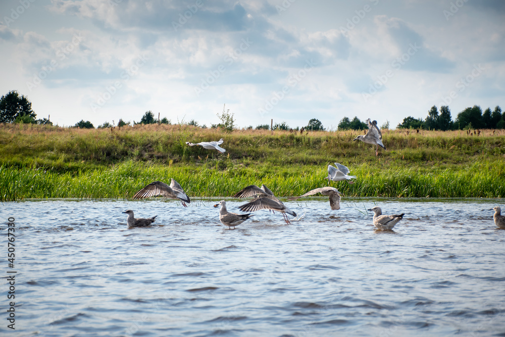 birds on the water, narew river in podlaskie