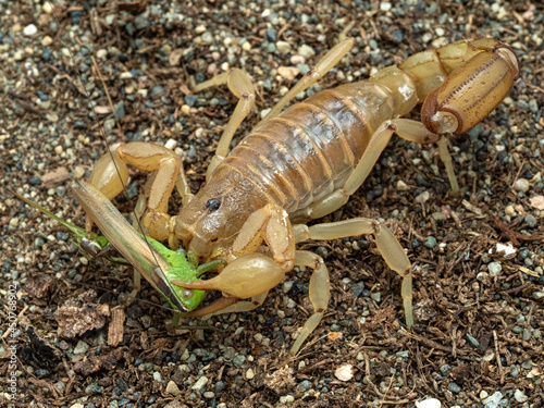 P7220043 Paravaejovis spinigerus, stripe tailed scorpion, eating a green katydid, cECP 2021