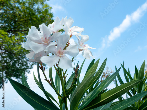 Fototapeta Naklejka Na Ścianę i Meble -  white Mediterranean laurel flowers against blue sky in summer