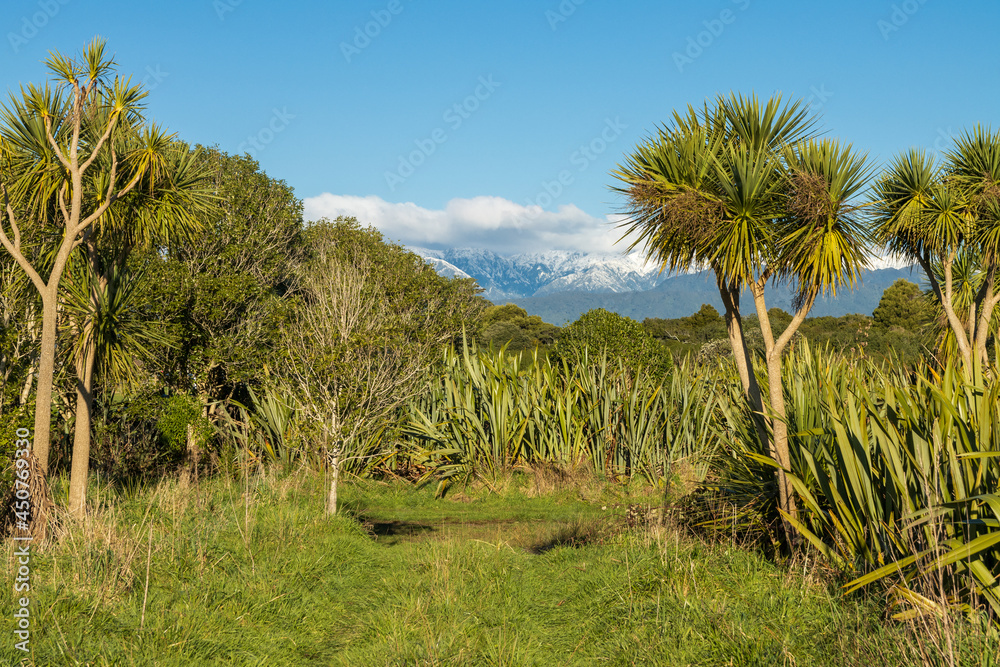 Flax and Native Bush Flax and Native Bush