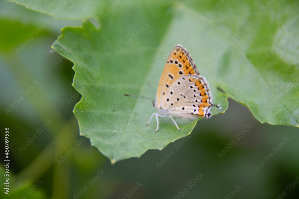 Obraz premium butterfly on leaf