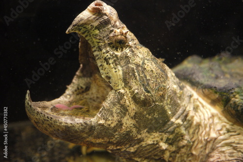 The alligator snapping turtle (Macrochelys temminckii) is a species of turtle in the family Chelydridae. The species is native to freshwater habitats in the United States.
