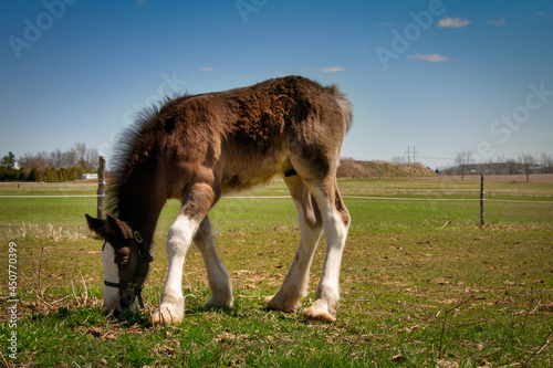 Canvas Print Clydesdale Pony 2