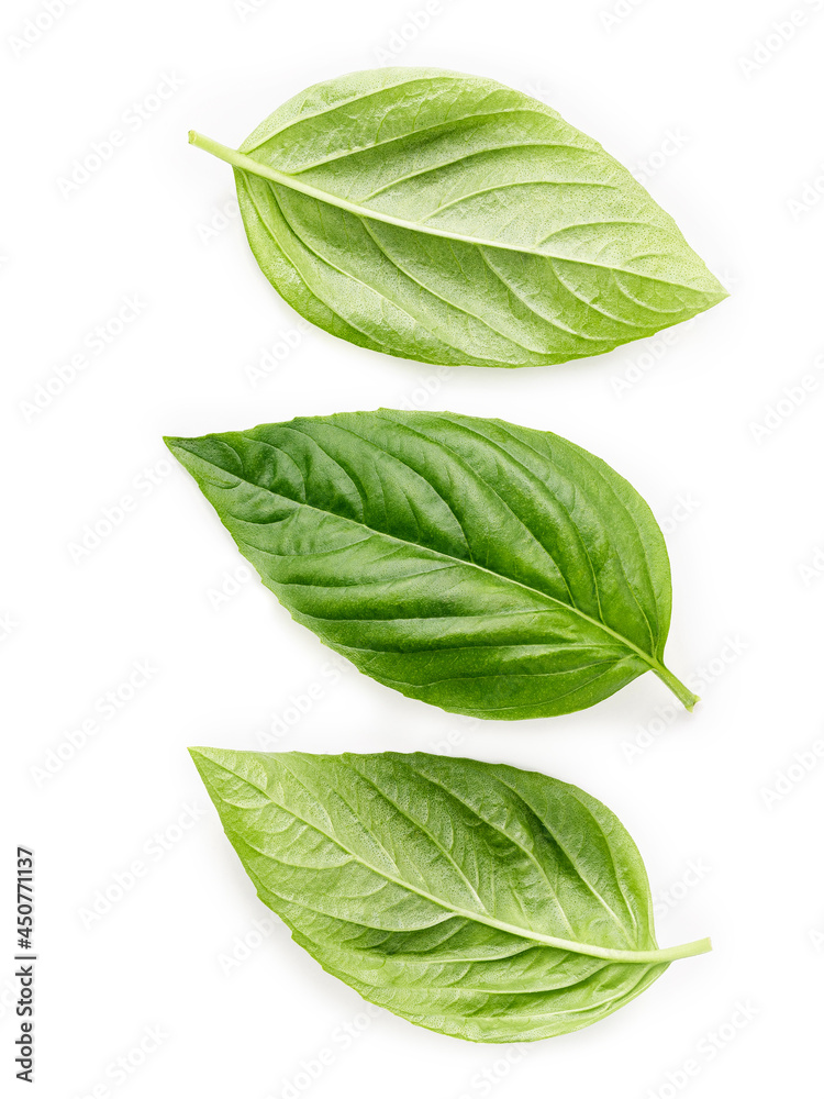 Fresh sweet basil leaves isolated on white background. Isolated of italian basil leaf .. Fresh sweet basil leaves isolated on white background. Isolated of italian basil leaf ..