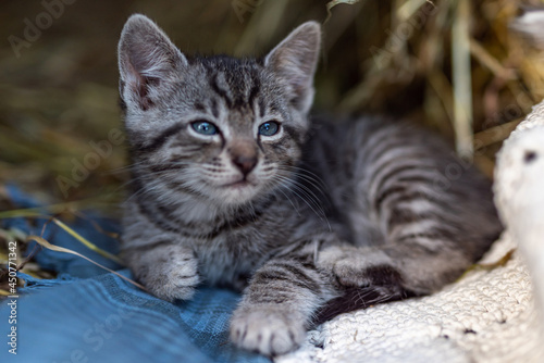  Baby Cat playing on open air. Funny Pet living on the farm outdoor