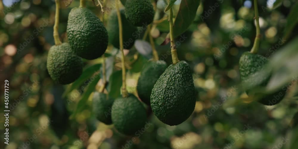 Avocado's hanging in a tree