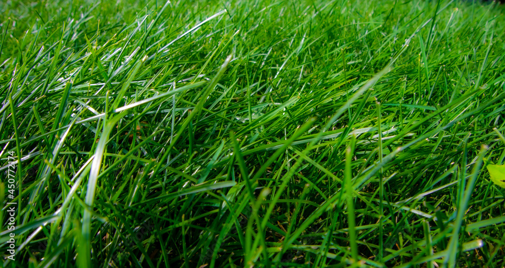 Journey to the heart of the lawn Journey to the heart of the lawn