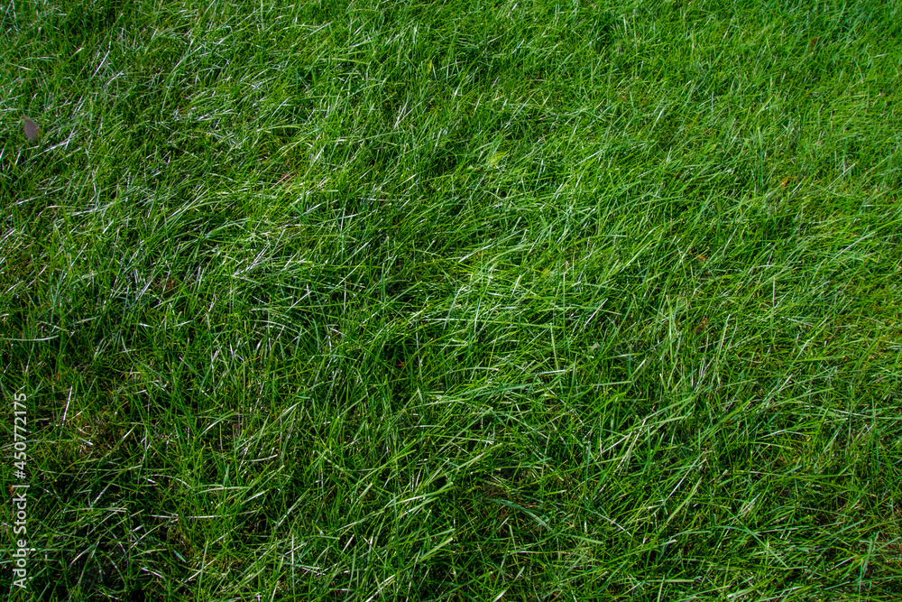 Journey to the heart of the lawn Journey to the heart of the lawn