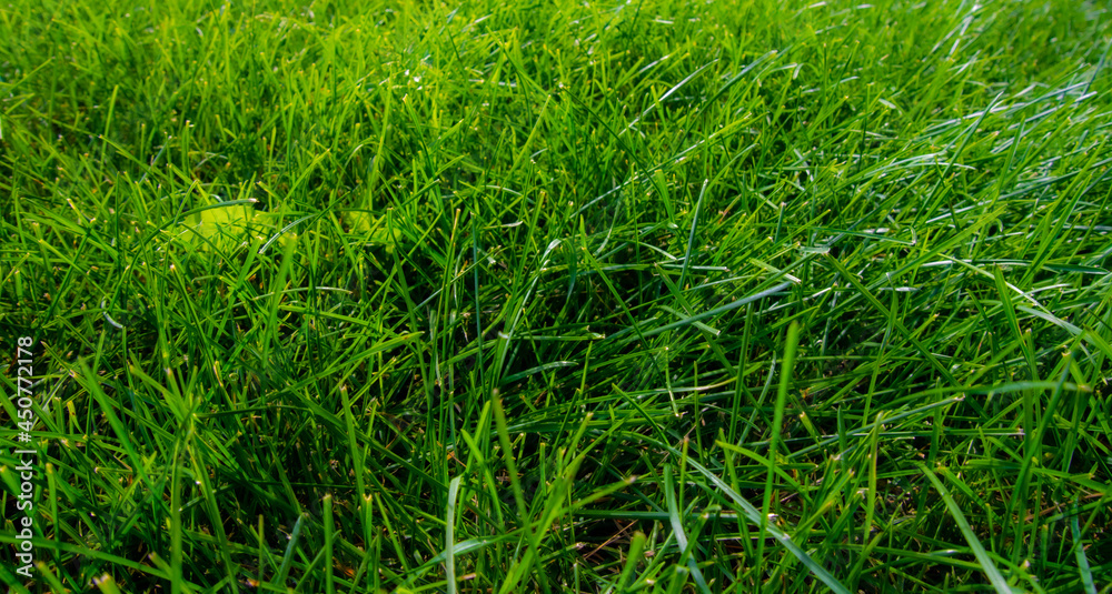 Journey to the heart of the lawn