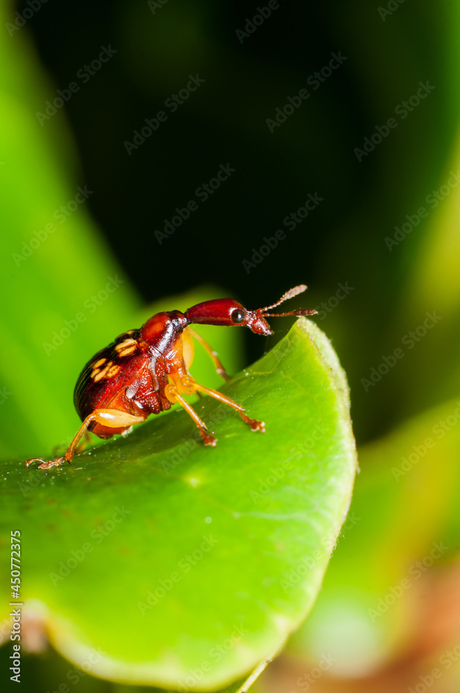 Cute and build their nest by rolling and folding host plant leaf. Giraffe Weevil. Belongs to korolyaevirhinus necopinus orientalis legalov species found mostly in Malaysia, Thailand and Vietnam Cute and build their nest by rolling and folding host plant leaf. Giraffe Weevil. Belongs to korolyaevirhinus necopinus orientalis legalov species found mostly in Malaysia, Thailand and Vietnam
