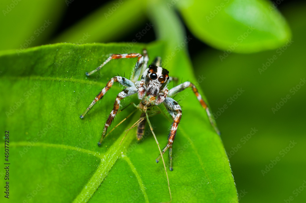 Found around homes, gardens and parks. Common Jumping Spiders. Harmless to human and good pest control. Found around homes, gardens and parks. Common Jumping Spiders. Harmless to human and good pest control.