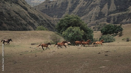 A herd of brown horses running in the field in the middle of mountains and hills