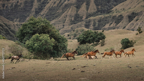 A herd of brown horses running in the field in the middle of mountains and hills