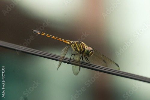 Beautiful photo of a dragonfly perched on a power line, this photo was taken macro and blur