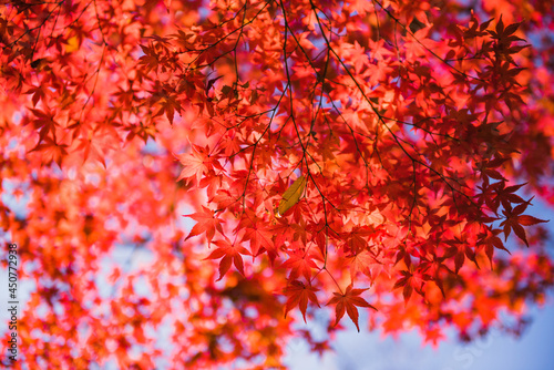 美しいイロハモミジと紅葉の名所