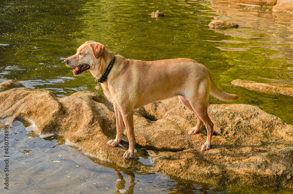 Yellow Labrador Retriever standing on a stone shoreline looking out over water. Copy space. Yellow Labrador Retriever standing on a stone shoreline looking out over water. Copy space.