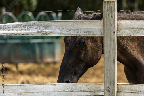 close up view of a domesticated farm animal pet horse. the brown stallion is behind a wooden fence looking through the gate 