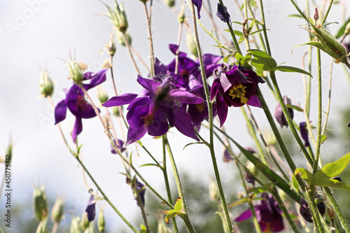 Delicate purple Columbine flowers blooming in spring
