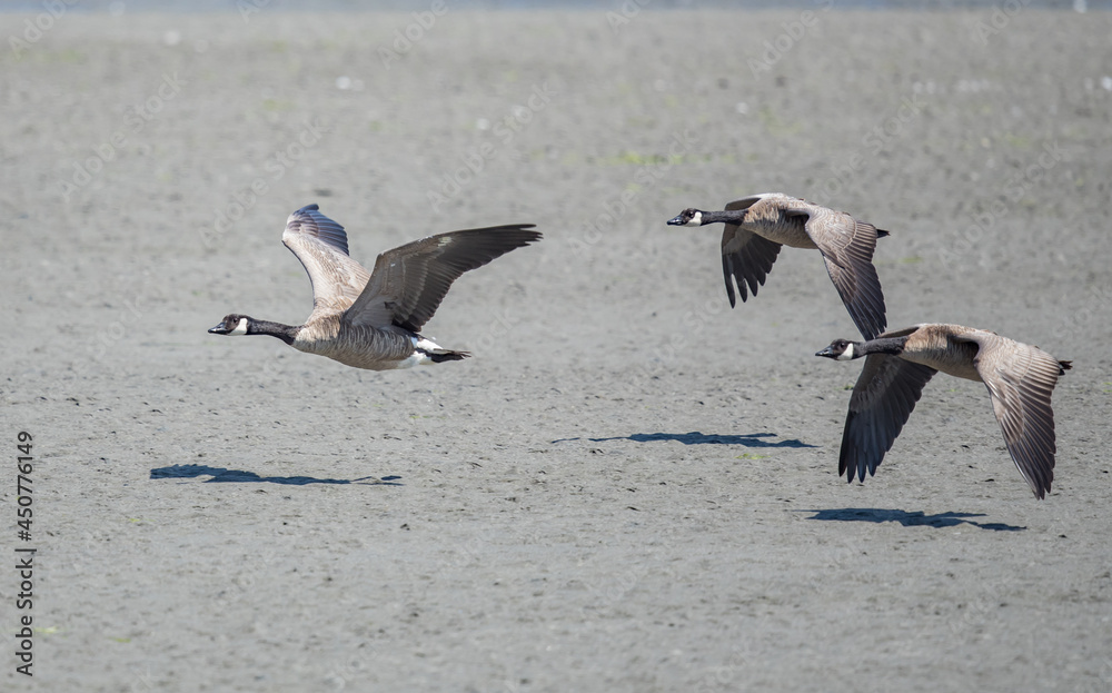 Trio of Canada Geese Flying Low Over Mudflat Trio of Canada Geese Flying Low Over Mudflat