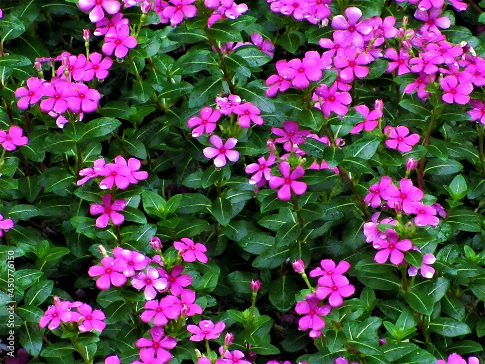 小さなピンクの花たち 小さなピンクの花たち