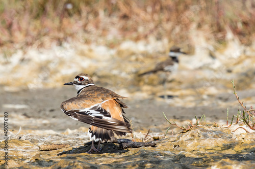Killdeer Shorebird Feigns Injury to Distract Attention from Fledging in Background photo