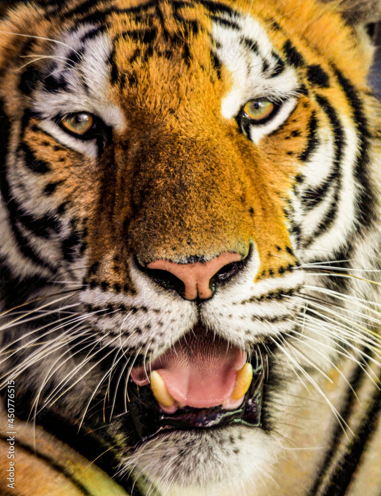 Fototapeta premium Tigre en zoológico del picacho en Honduras 
