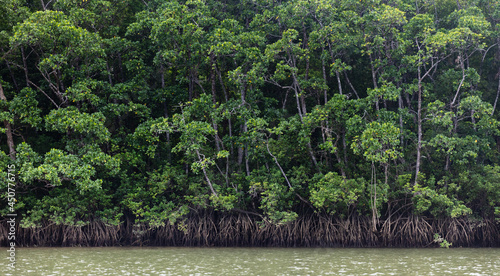 Mangroves on Daintree river bank
