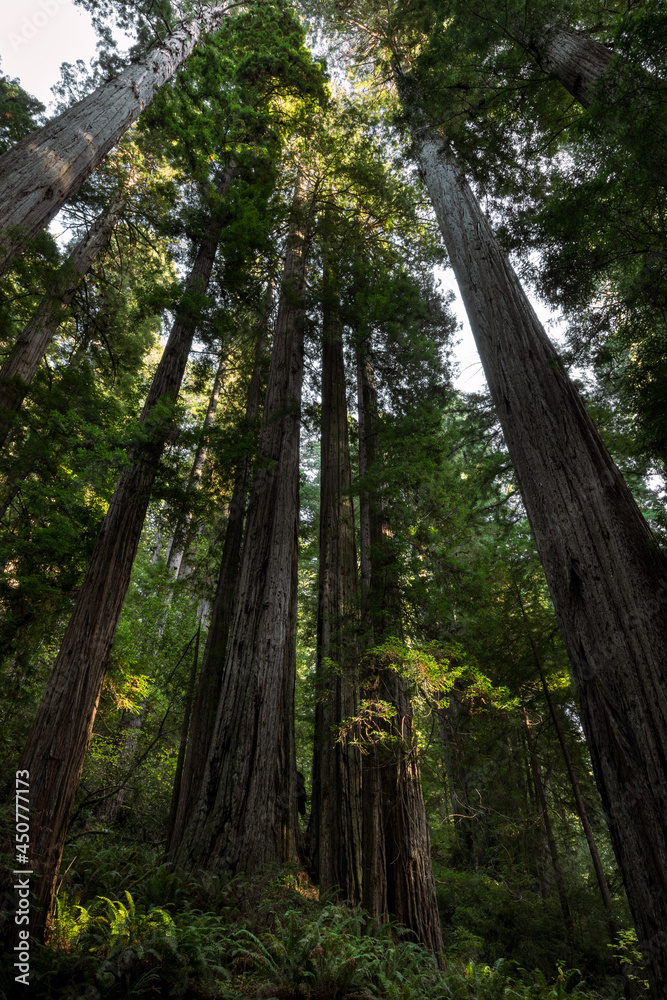 trees in the Redwood forest, California