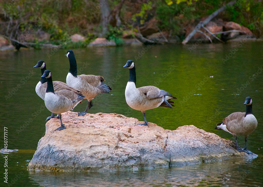 Fototapeta premium Canadian Geese On Rock in Lake