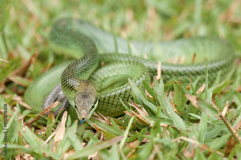 Fototapeta premium Beautiful Action of Little Snake 