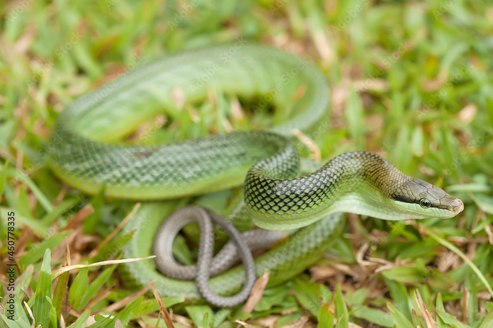 Beautiful Action of Little Snake Beautiful Action of Little Snake