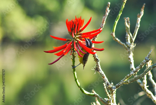 Cambacica na flor do Mulungu photo