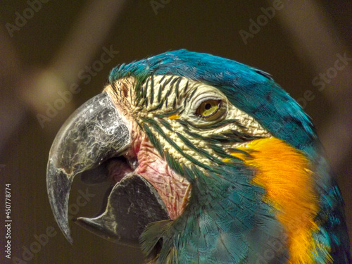 blue and yellow macaw