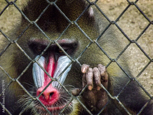 sad monkey in the zoo