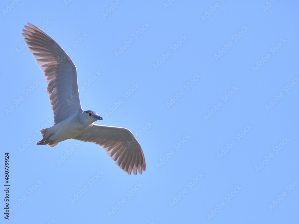 Obraz premium コピースペースあり青空に翼を広げて飛ぶゴイサギ