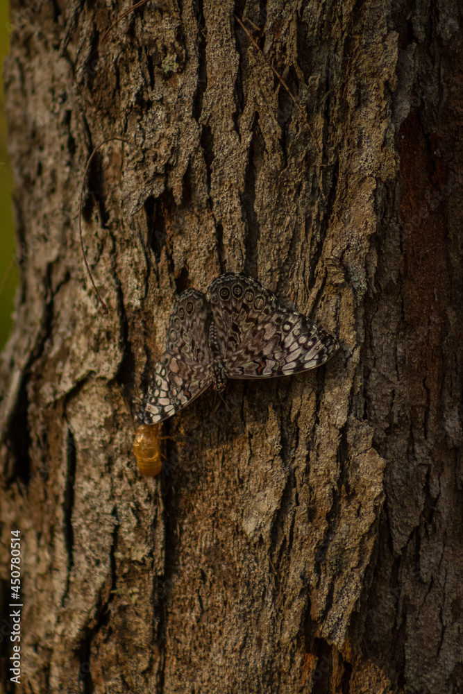Fototapeta premium mariposa camuflada en la corteza de un arbol