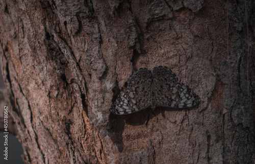 mariposa camuflada en la corteza de un arbol photo