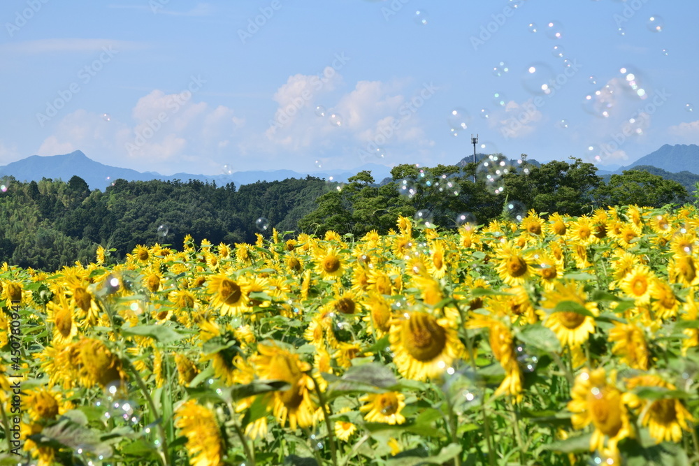 Fototapeta premium ひまわり畑