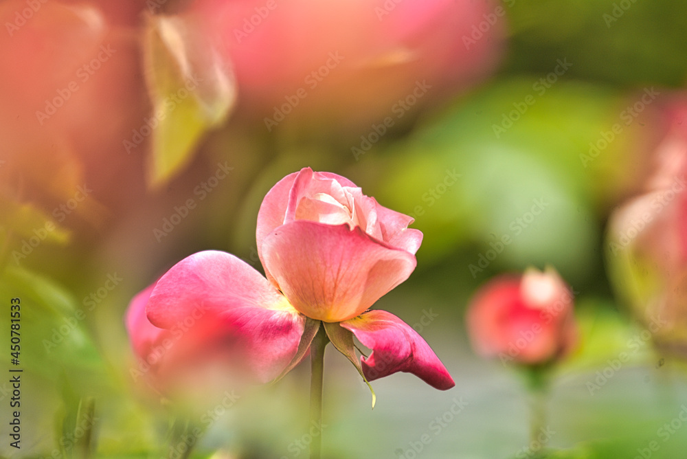 薔薇園に咲く満開のバラの花 薔薇園に咲く満開のバラの花