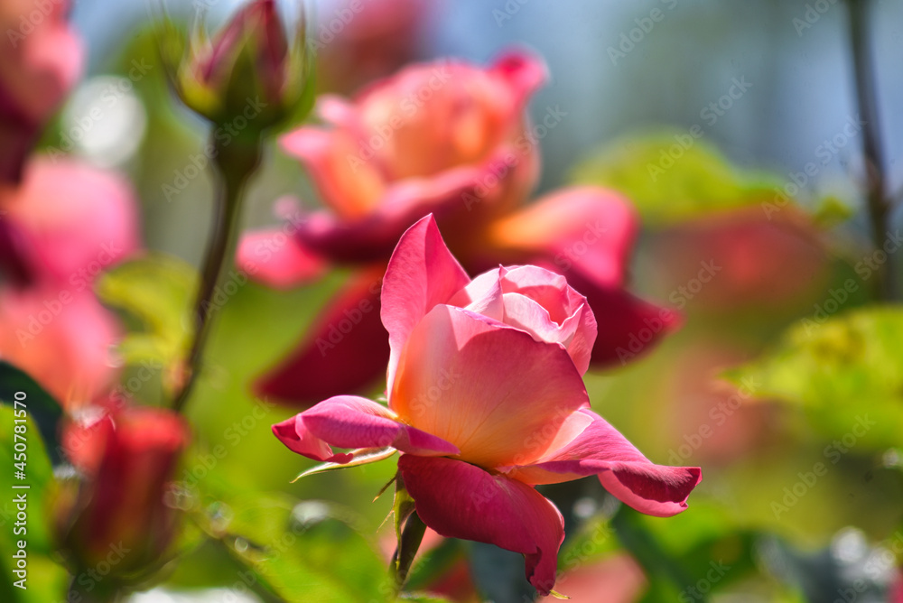 薔薇園に咲く満開のバラの花 薔薇園に咲く満開のバラの花
