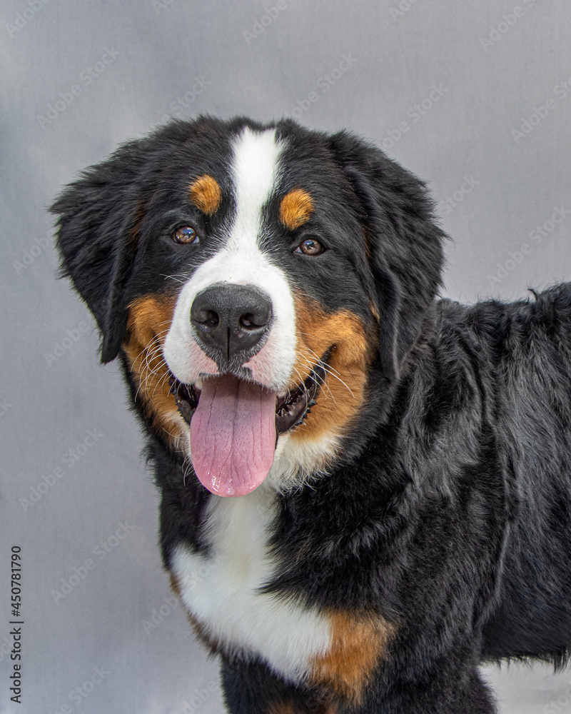 Bernese Mountain Dog Puppy 6 months old