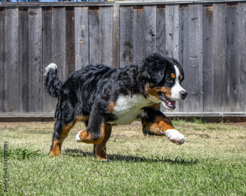 Bernese Mountain Dog Puppy 6 months old