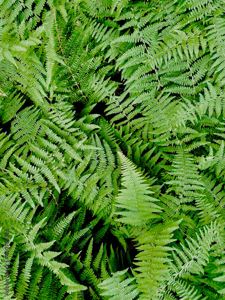 Ferns Ferns