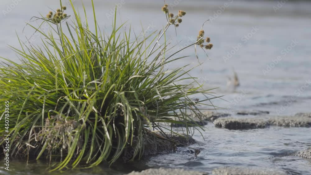 A lush and tonic stub of grass stands in the stream of water A lush and tonic stub of grass stands in the stream of water