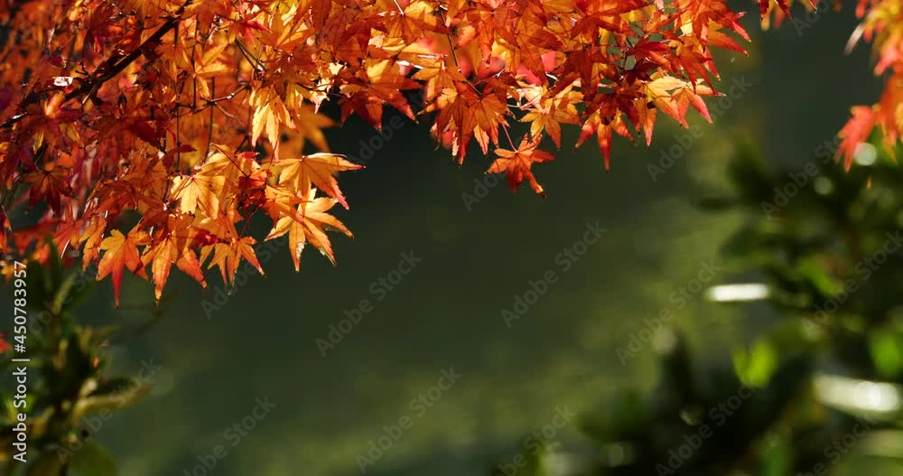 Tilt-up video of autumn leaves turning red.
Light reflected from the water surface illuminates the autumn leaves. Tilt-up video of autumn leaves turning red.
Light reflected from the water surface illuminates the autumn leaves.